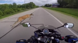 Ein Wildschwein prallt mit einem Gewicht von 2 Tonnen auf das Fahrzeug